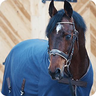 Wholesale Equestrian & Ranch Supplies